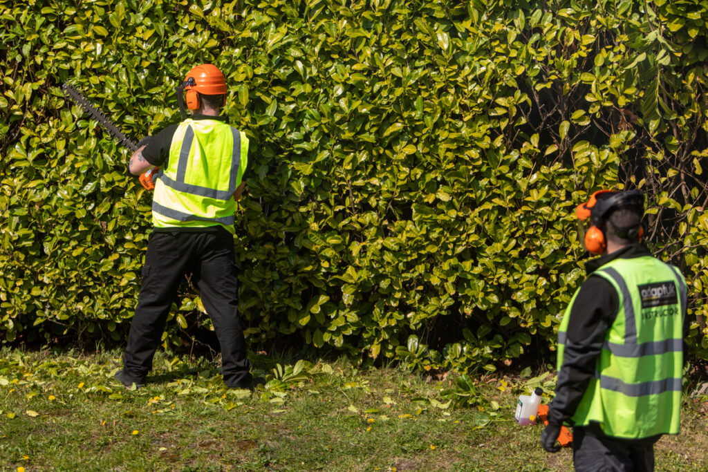 Hand Held Hedge Trimmer Training