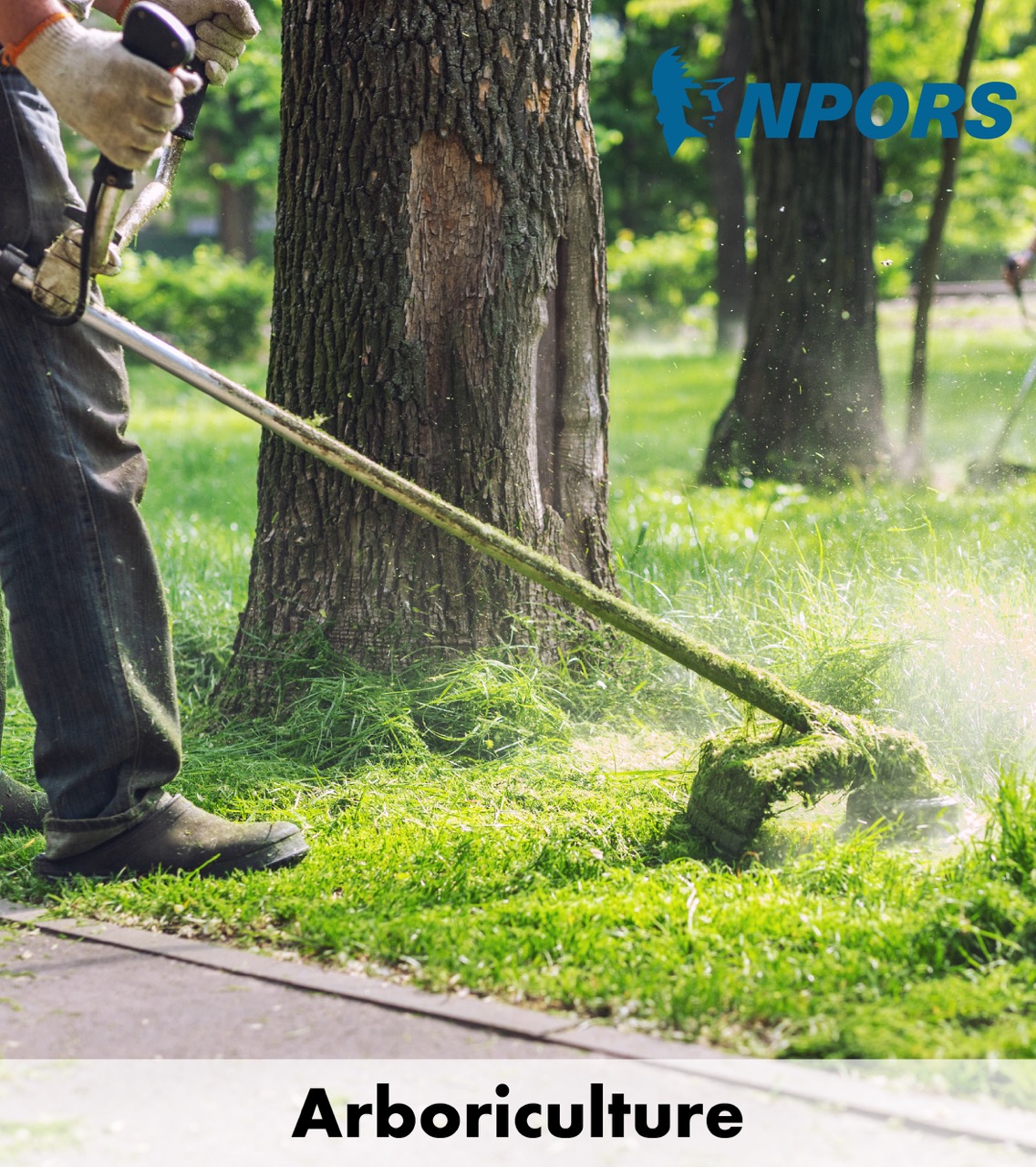 Arboriculture training at Adapt